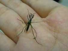 圖檔