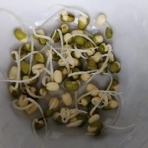 圖檔